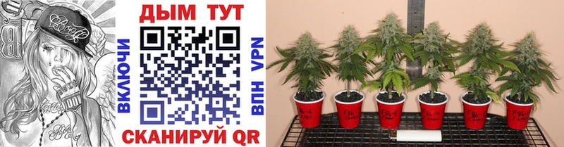 Купить Лахденпохья Каннабис VHQ